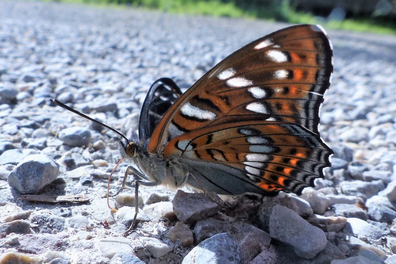 Großer Eisvogel mit orangebraunen, schwarz gemusterten und weiß gefleckten Flügeln sitzt seitlich auf einem kiesigen Untergrund; Fühler und Beine sind deutlich sichtbar.