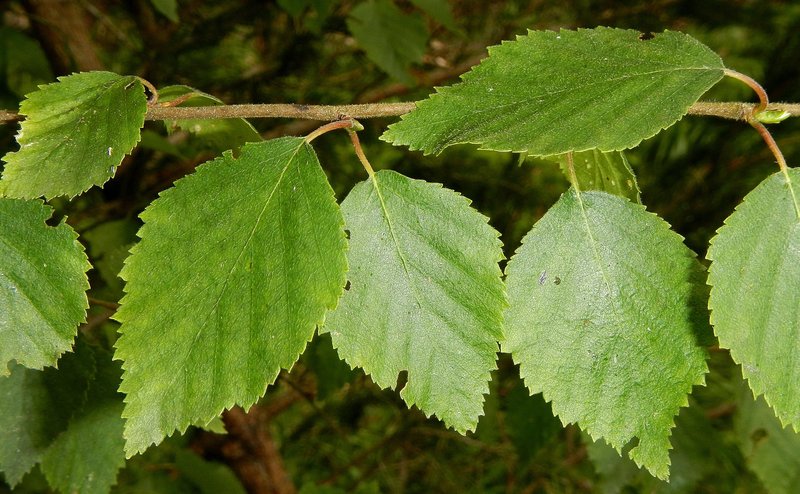 Green, egg-shaped leaves of the downy birch on a branch