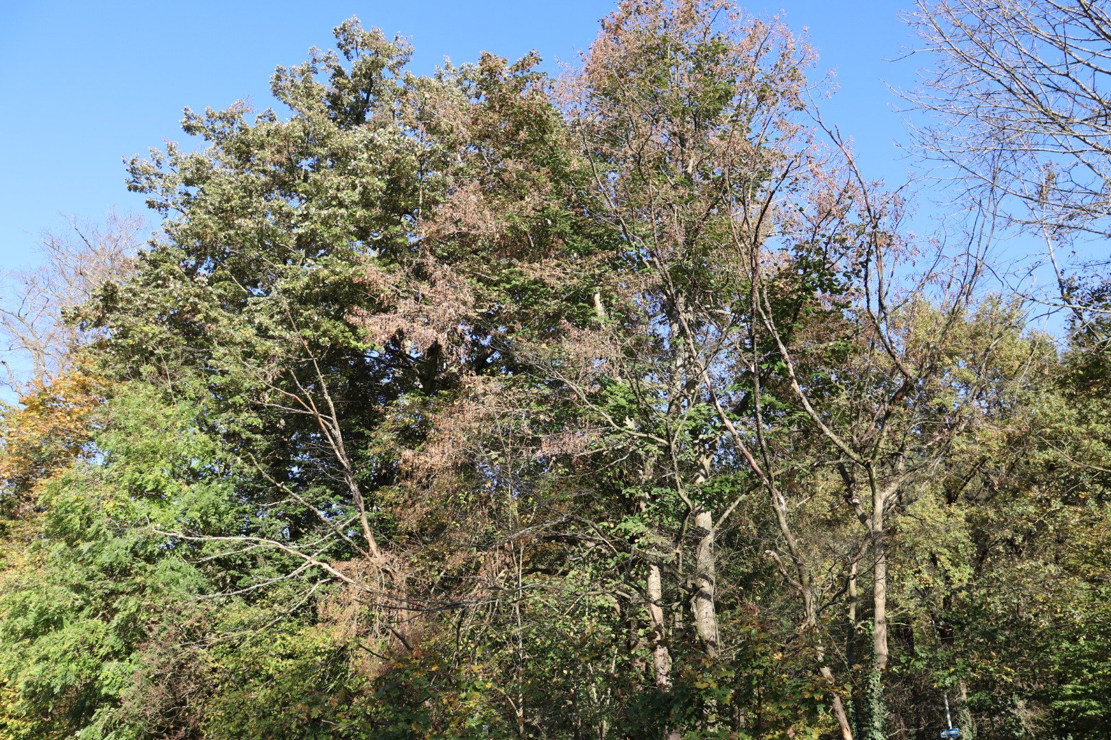 Pilzerkrankungen bedrohen Hainbuchen im Wald 1 Pilzerkrankungen bedrohen Hainbuchen im Wald