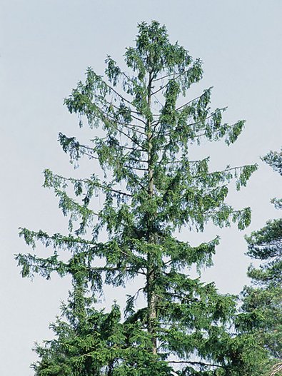 Fichtenkrone mit nur noch wenigen Nadeln