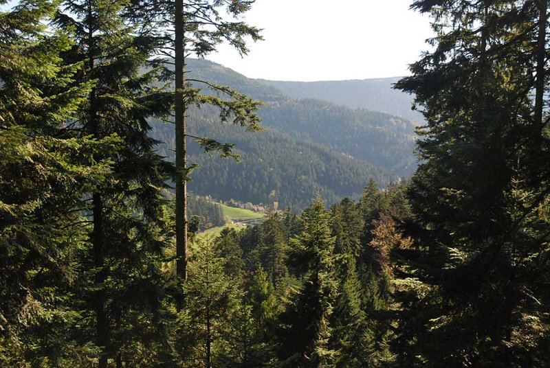 Privatwald im mittleren Schwarzwald
