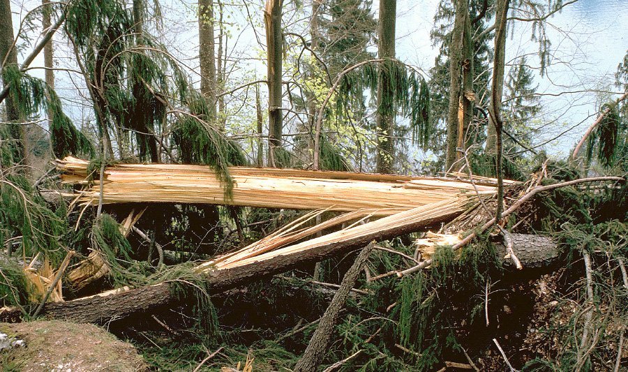 Störung und Resilienz in Europas Wald: Lehren für die Waldbewirtschaftung