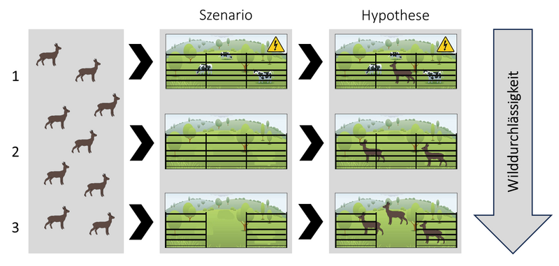 chemazeichnung der Szenarien und Hypothesen der zweiten Projektphase: Die Hypothesen gehen davon aus, dass die Wilddurchlässigkeit der Elekrofestzäune von Szenario eins bis drei ansteigen wird. Die Annahme war, dass das Abschalten des Stromes und das Öffnen der vorhanden Weidetore zu einer höheren Anzahl von Wildtieren auf den Weideflächen führt. 