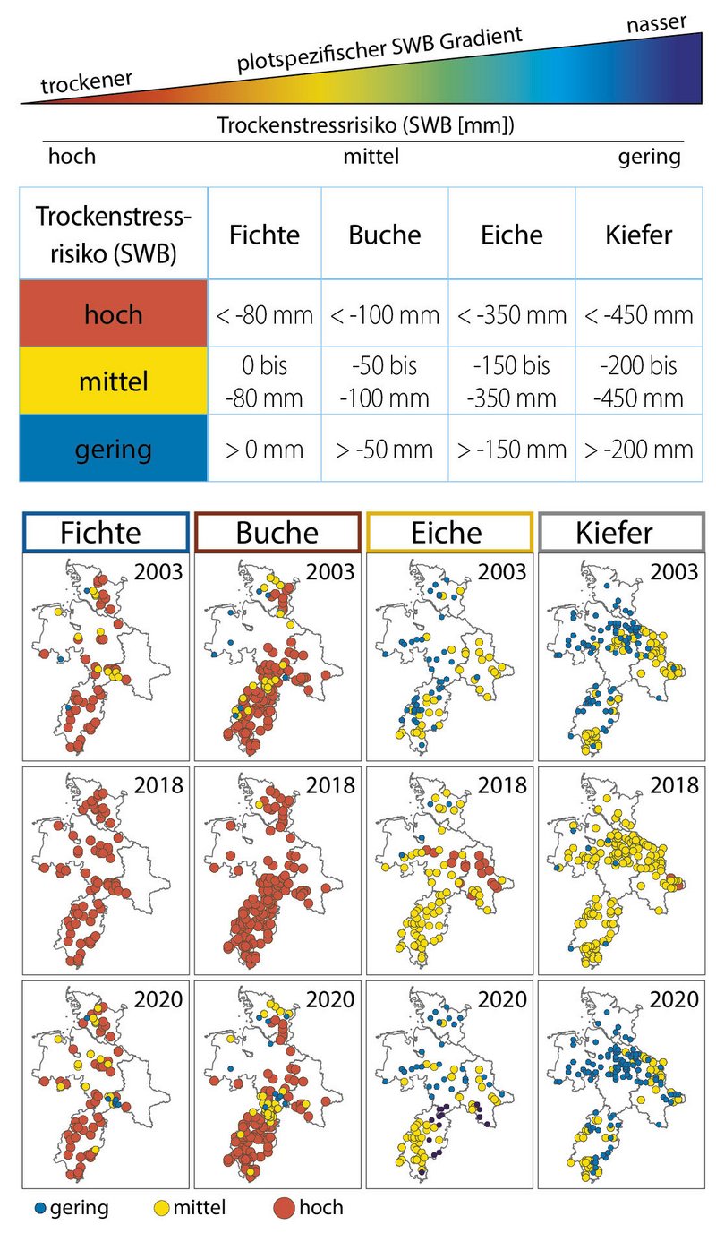 Ein Farbschema, dargestellt als sich nach rechts öffnendes Dreieck, ist mit einer darunter eingefügten Tabelle verknüpft, in der sich die Farben wiederfinden. Gezeigt wird schematisch der Gradient der Standortswasserbilanz der Untersuchungsflächen. Die linke Spitze des Dreiecks zeigt in Rot den trockenen Bereich mit hohem Trockenstressrisiko und geht über in Bereiche mit mittlerem Trockenstressrisiko in orange und gelb über grün zu blau, was nasse Standorte mit geringem Trockenstressrisiko bedeutet. Die darunter eingefügte Tabelle zeigt für die Hautbaumarten die Grenzwerte der Standortswasserbilanz in Millimetern für die Trockenstressrisikoklassen hoch, mittel und gering. In der Trockenstressrisikoklasse „hoch“ liegen die Grenzwerte für Fichte unter -80 mm, für Buche unter -100 mm, für Eiche unter -350 mm und für Kiefer unter -450 mm. In der Trockenstressrisikoklasse „mittel“ liegen die Grenzwerte für Fichte zwischen 0 und -80 mm, für Buche zwischen -50 und -100 mm, für Eiche zwischen -150 und -350 mm und für Kiefer zwischen -200 und -450 mm. In der Trockenstressrisikoklasse „gering“ liegen die Grenzwerte für Fichte über-0 mm, für Buche über -50 mm, für Eiche über -150 mm und für Kiefer über -200 mm. Bezugnehmend auf die darüber stehende Tabelle zeigen 12 Karten die Umrisse der Trägerländer der NW-FVA Schleswig-Holstein, Niedersachsen, Hessen und Sachsen-Anhalt. Von links nach rechts gibt es jeweils drei Karten in einer Spalte für Fichte, daneben für Buche, Eiche und ganz rechts für Kiefer. Die oberen Karte zeigen die Standortswasserbilanz der ausgewählten Untersuchungsplots für das Trockenjahr 2003. Die Punkte sind gemäß der darüberstehenden Tabelle eingefärbt. Demnach war das Trockenstressrisiko für Fichte und Buche im Jahr 2003 überwiegend hoch, nur vereinzelte Punkte sind mittel. Eiche und Kiefer hatten überwiegend mittleres bis geringes Trockenstressrisiko. Darunter liegend zeigen die Karten die Standortswasserbilanz und damit das Trockenstressrisiko für das Trockenjahr 2018. Fichten und Buchen hatte überall hohes Trockenstressrisiko, Eichen mittleres bis hohes und Kiefern überwiegend mittleres. Die unteren Karten für das Jahr 2020 weisen für Fichte ein überwiegend hohes Risiko aus, nur vereinzelt in Niedersachsen ist das Risiko mittel bis gering. Ähnliches gilt für Buche, wobei die Zahl der Fläche mit mittlerem und auch geringem Risiko größer ist – vor allem in Schleswig-Holstein, Südniedersachsen und Nordhessen. Eichen hatte überwiegend ein mittleres, in Niedersachsen und Schleswig-Holstein auch geringes Risiko. Für Kiefer war das Trockenstressrisiko überwiegend gering, nur in Südhessen und Ost-Sachsen-Anhalt gering.