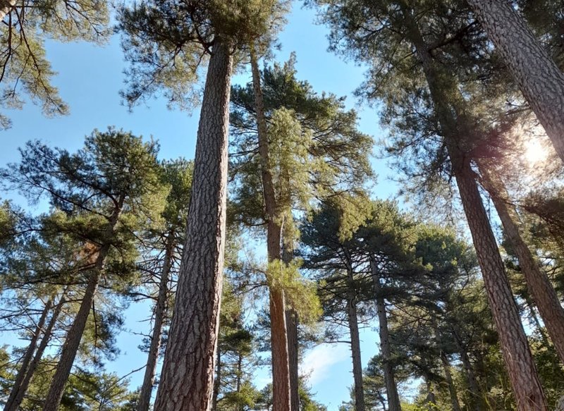 Nadelbäume vor blauem Himmel