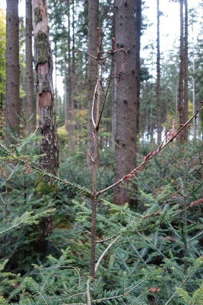 Absterbende Leit- und Seitentriebe einer jungen Tanne