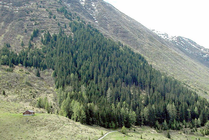 Schutzwald