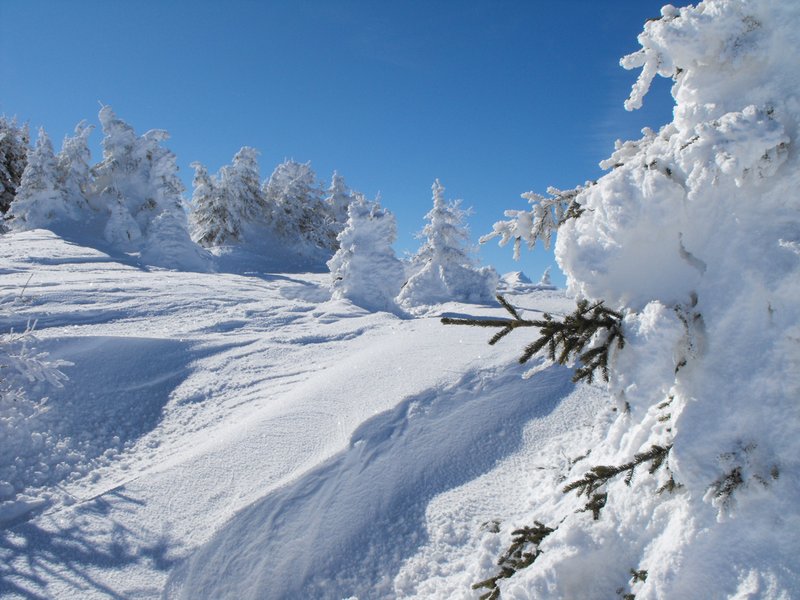Gli alberi intercettano notevoli quantitativi di neve fresca Gli alberi intercettano notevoli quantitativi di neve fresca