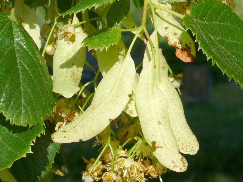 Lindenblüten