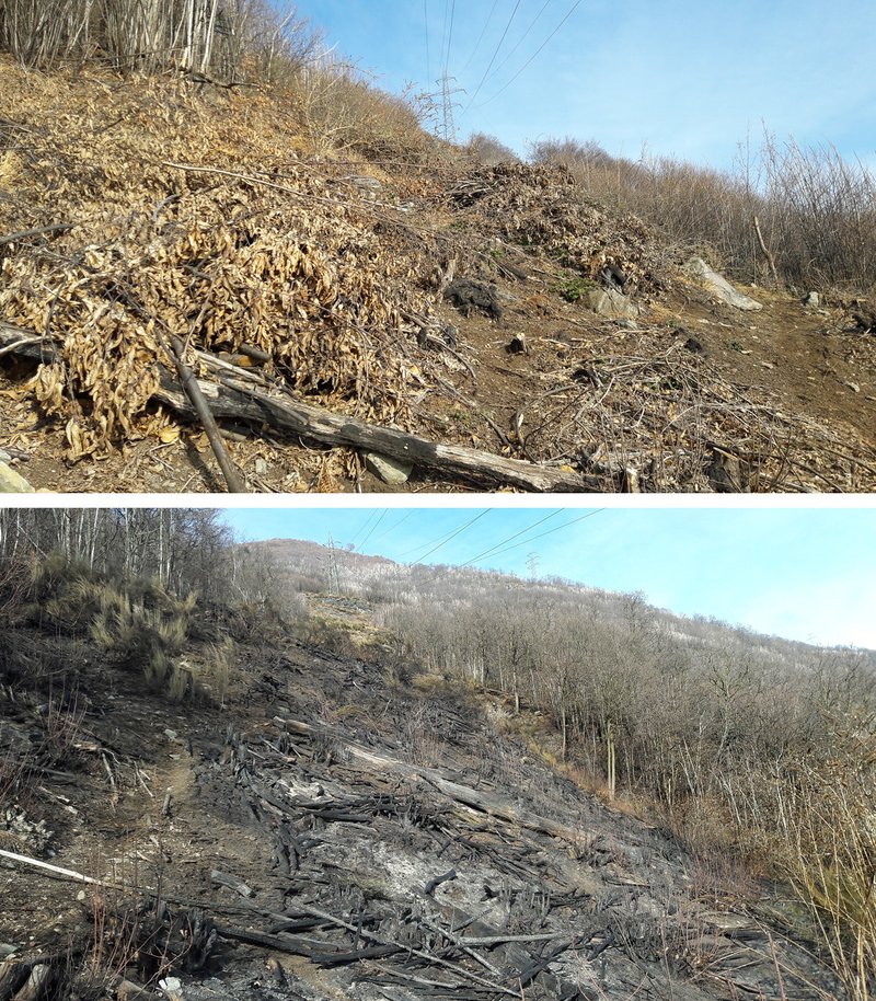 Biomassa e prima e dopo l’incendio 