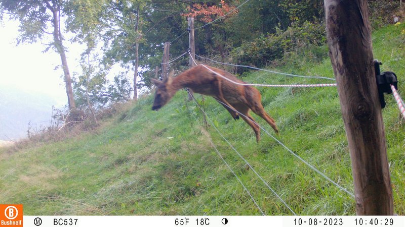 Reh springt durch einen wolfsabweisend gestalteten Elektrofestzaun. Zur besseren Sichtbarkeit ist ein zusätzliches Weidezaunseil auf 90 cm eingehängt.