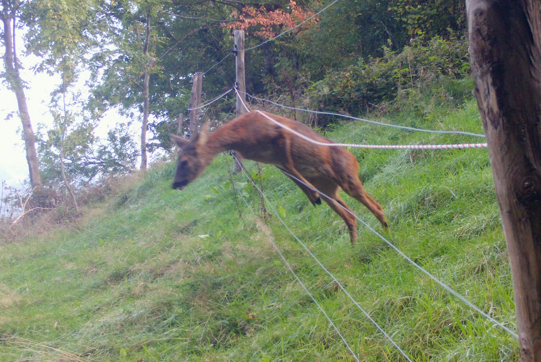 Reh springt durch einen wolfsabweisend gestalteten Elektrofestzaun. Zur besseren Sichtbarkeit ist ein zusätzliches Weidezaunseil auf 90 cm eingehängt.
