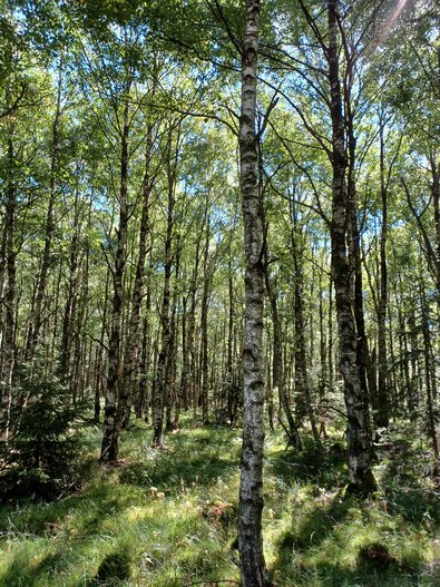 Viele Laubbäume mit weißlicher Rinde