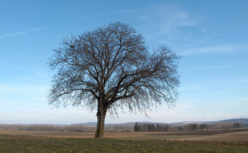le noyer comme on le connait, isolé dans la campagne