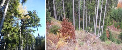 Zweiteilige Abbildung zur Waldstruktur. Links ist ein Mischbestand mit hohen Fichten und einer schlanken Birke im Vordergrund zu sehen. Die Aufnahme erfolgt aus der Untersicht in die Baumkronen bei klarem, blauem Himmel. Rechts zeigt die Aufnahme einen steilen Waldrand mit einem Bestand aus hohen Fichten. Im Vordergrund befinden sich trockene Gräser, Farne sowie ein braun verfärbter Laubbaum. Am Hang ist eine aufgelockerte Waldstruktur mit natürlicher Verjüngung erkennbar; am Fuß des Hanges verläuft ein Waldweg.