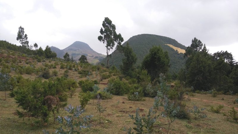 Äthiopischer Bergwald