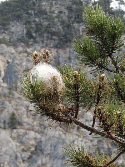 Nahaufnahme einer Kiefer mit weißen Nestern des Schädlings