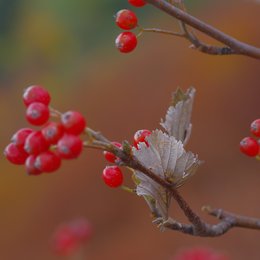 Zweige mit roten Früchten