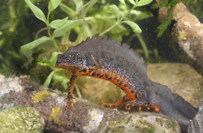 Molch mit rotem Bauch