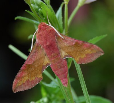 Falter mit  rosa Färbung