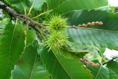 frutti delle castagne