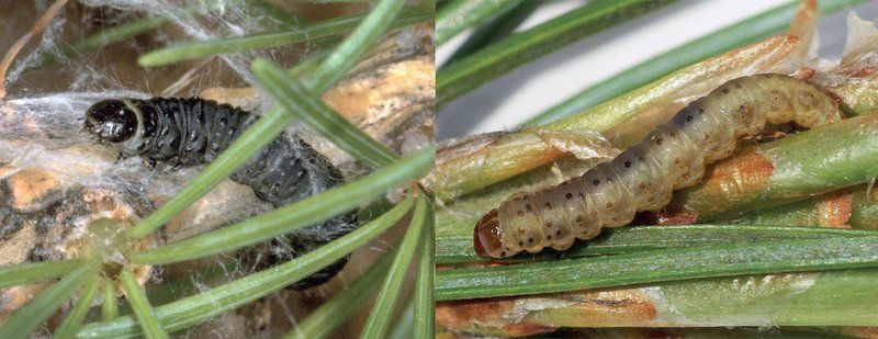 caterpillars of the larch budmoth