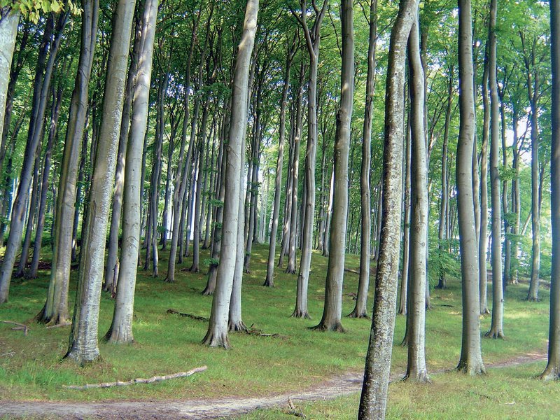 reiner Buchenbestand