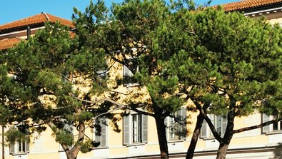 Old pine trees in a car park in the city