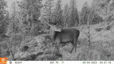Rothirsch auf Untersuchungsfläche