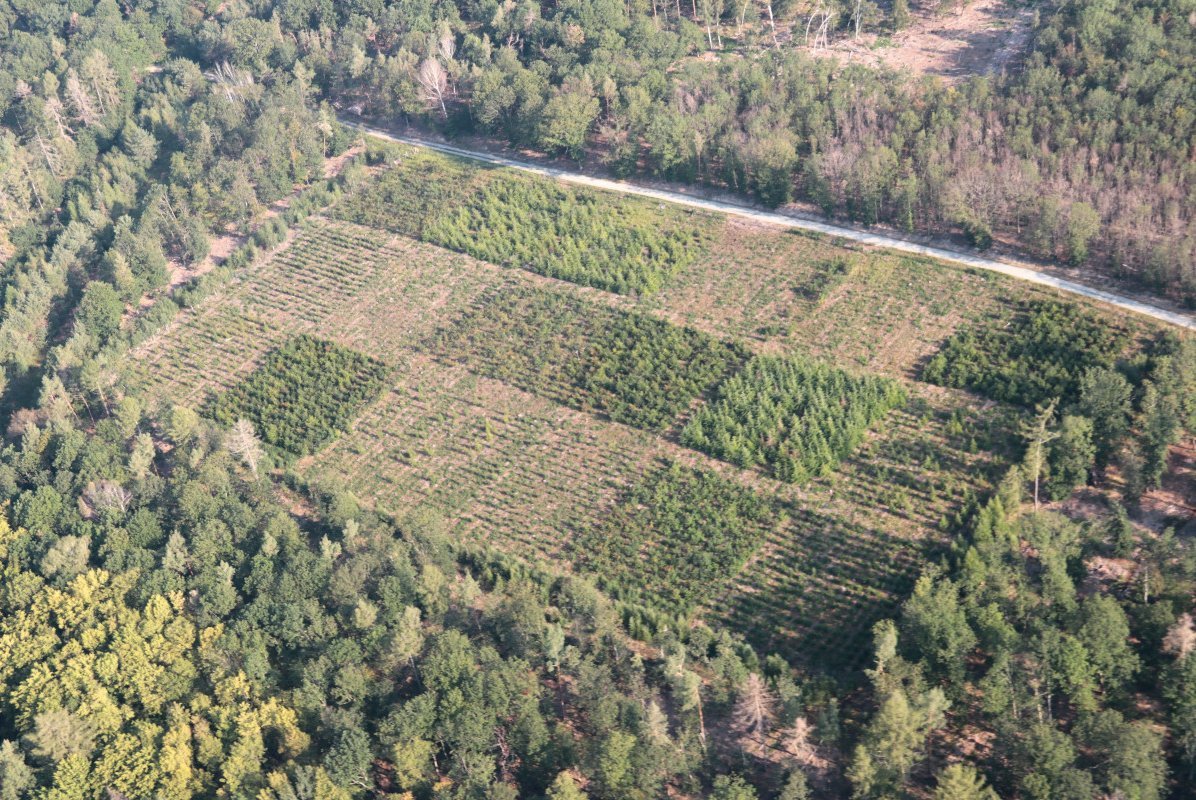 Drohnenaufnahme der Versuchsfläche aus kleinen Bäumchen