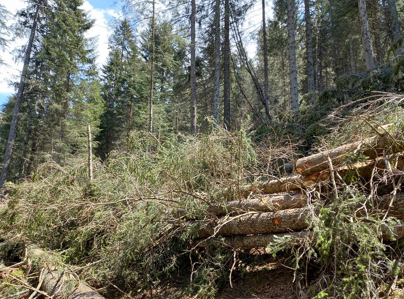 Bestandesbild während der Holzernte mit Seilkran