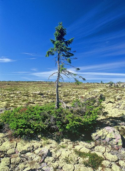 Eine Fichte in Schweden - der älteste Baum der Welt