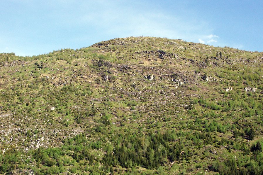 Wiederbewaldung von Vivian-Windwurfflächen im Gebirge