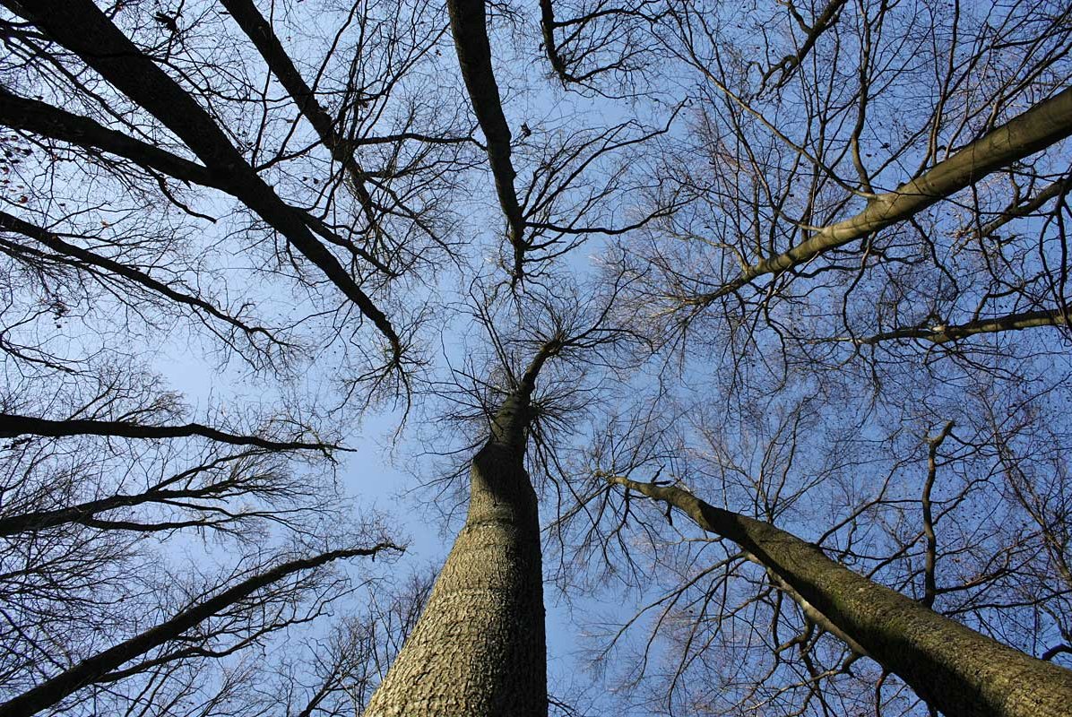 Arbre de Vie 15mm