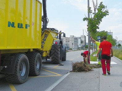 Befallenen Ahorne werden gefällt und gehäckselt