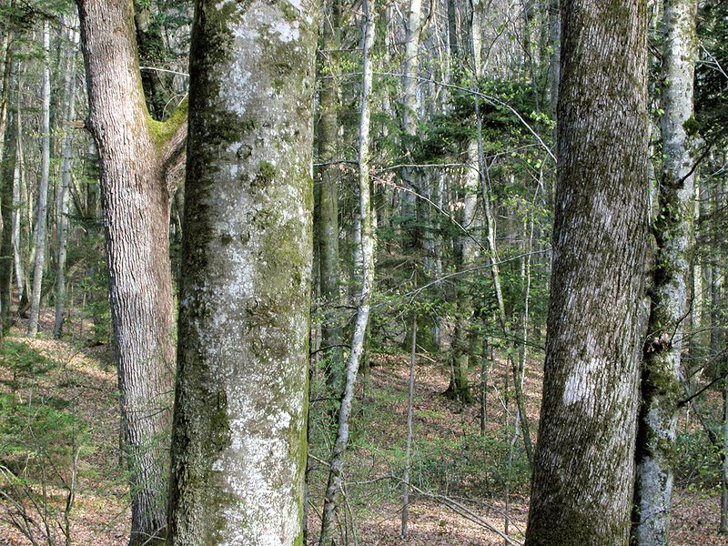 Naturwaldreservat Bois de Chênes bei Genolier VD