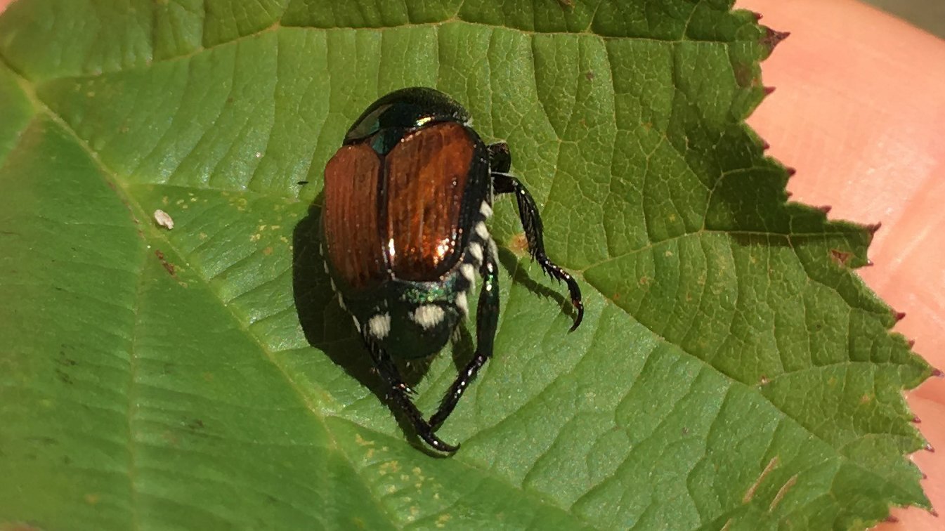 10 heimische Käfer, die du kennen solltest