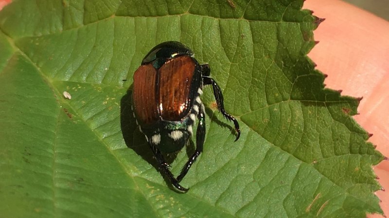 he first Japanese beetle recorded in Switzerland