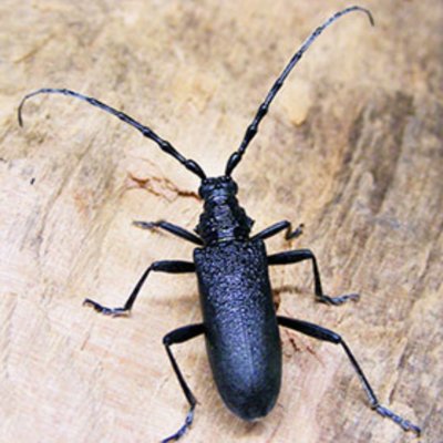 Kleiner Eichenbock