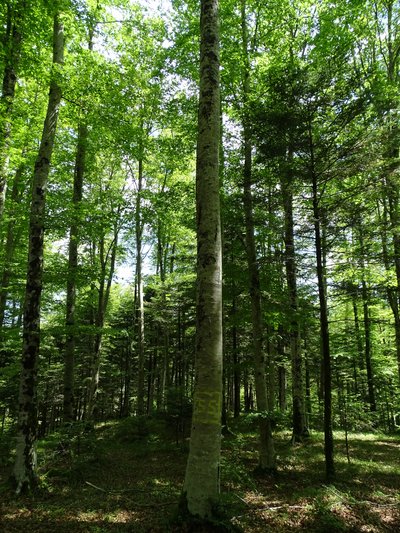 großer Laubbaum