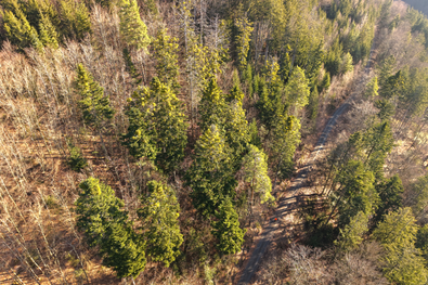 Mehrere buschartige Pflanzen wachsen in den Kronen von Weißtanne