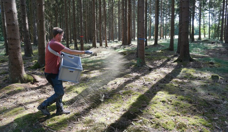 Mann streut Reststoffe aus einer Box in den Wald