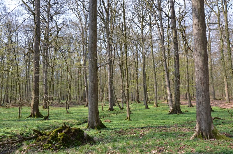 Stand of imposing European white elms