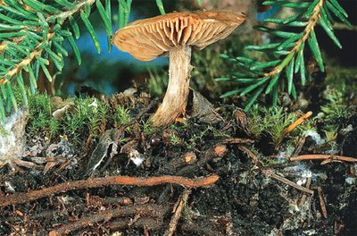 Mushrooms and trees – fascinating symbiosis
