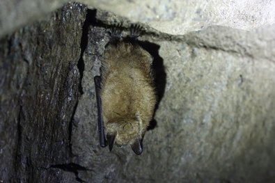 Fledermaus in der Winterruhe: In frostfreien Quartieren senkt sie Körpertemperatur und Stoffwechsel, um Energie zu sparen.