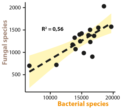 Graph showing the correlation between the number of fungal and bacterial species