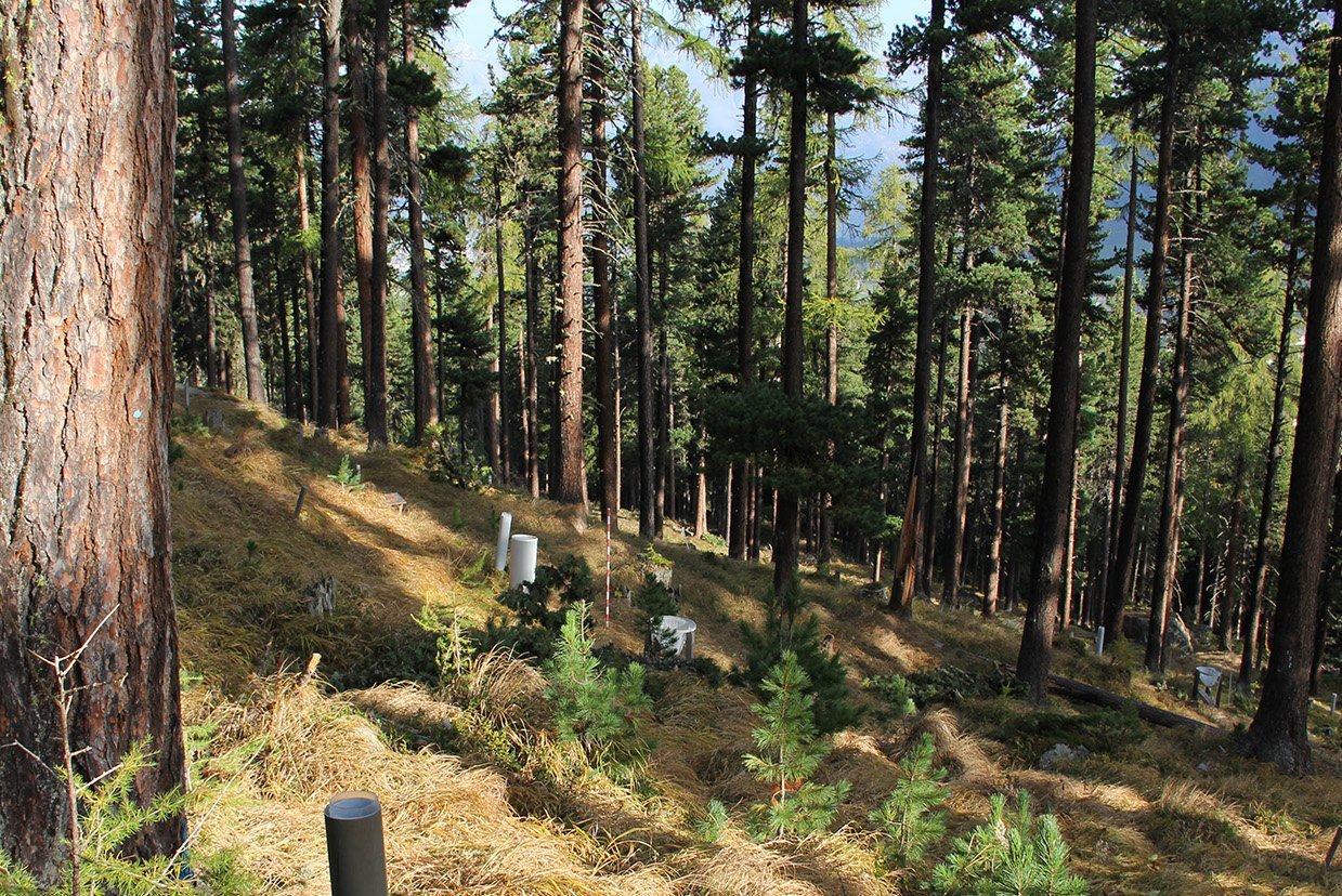 Forschungsfläche der Langfristigen Waldökosystem Forschung LWF