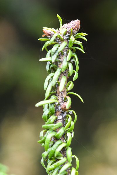 Tannenzweig mit verkrümmten Nadeln