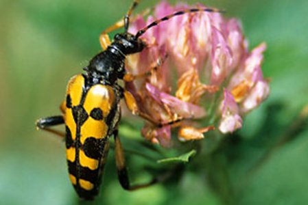 Waldrand – Lebensraum voller Überraschungen