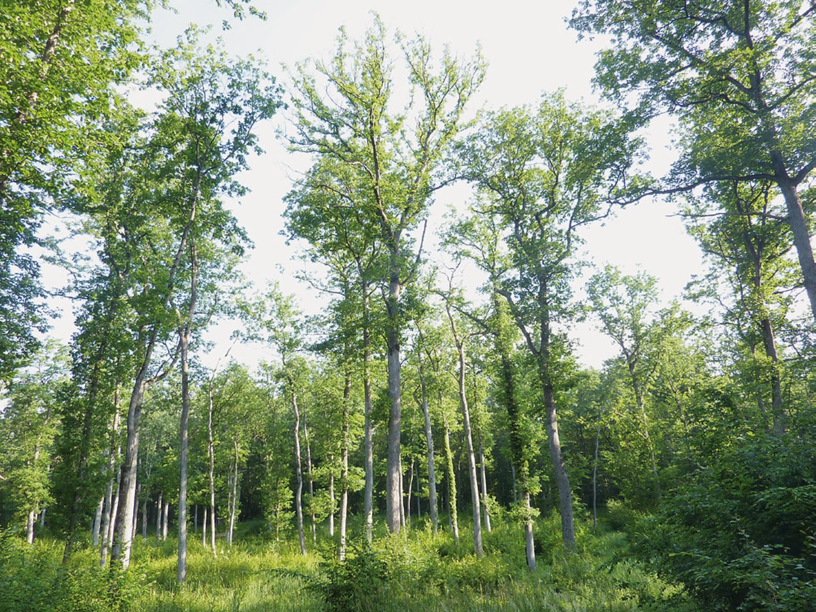 Pflege und Bewirtschaftung von EichenHagebuchenWäldern